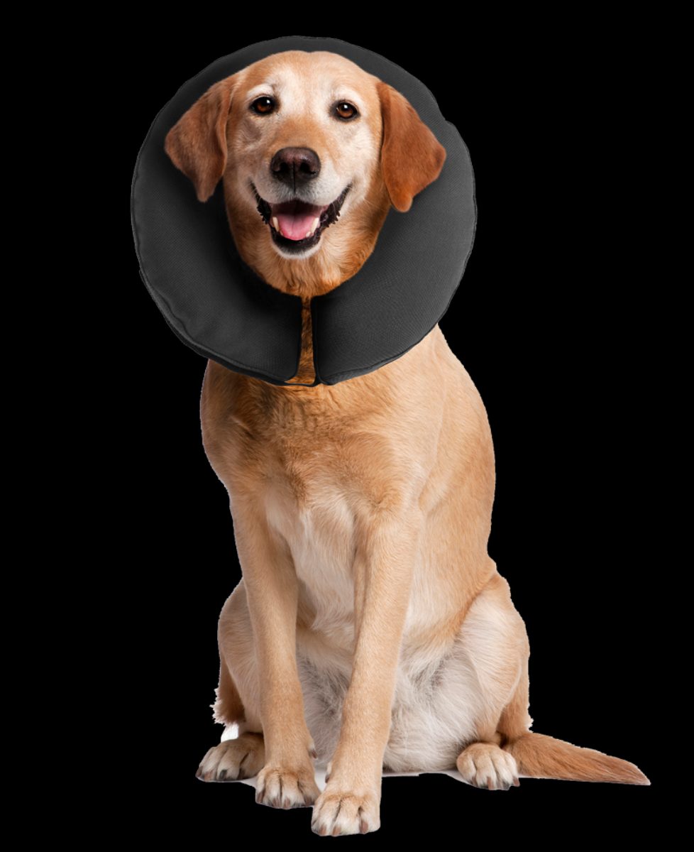Zenpet ProCollar XL - Afbeelding 4