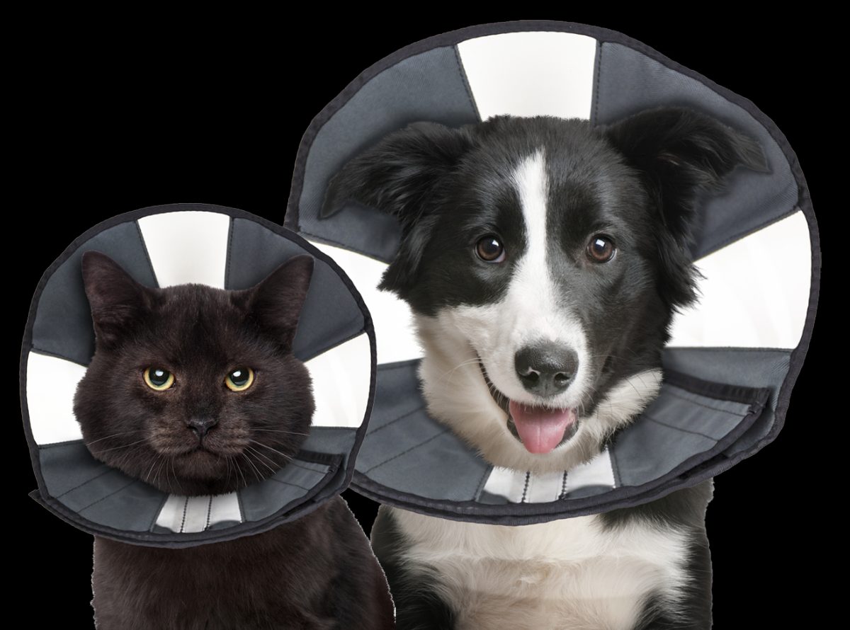 Zenpet Procone S - Afbeelding 2