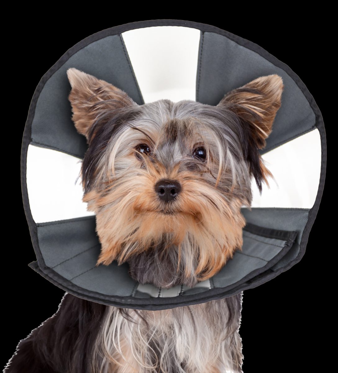 Zenpet Procone S - Afbeelding 4