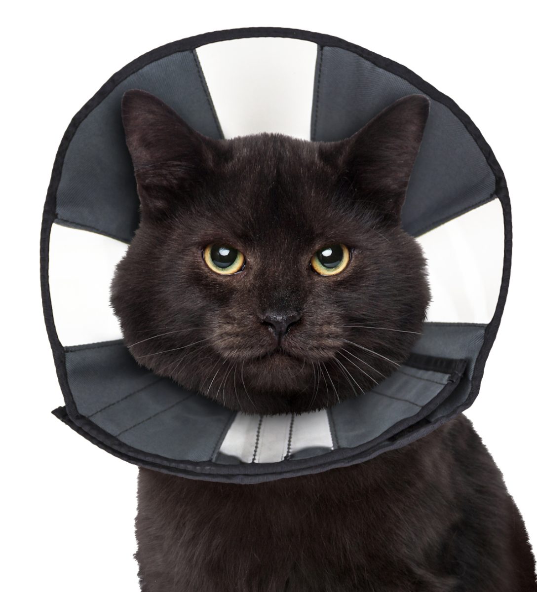 Zenpet Procone S - Afbeelding 5