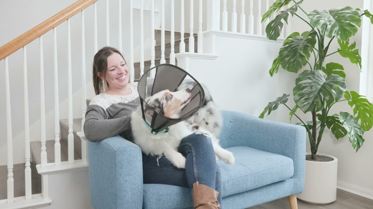 Zenpet Procone S - Afbeelding 6