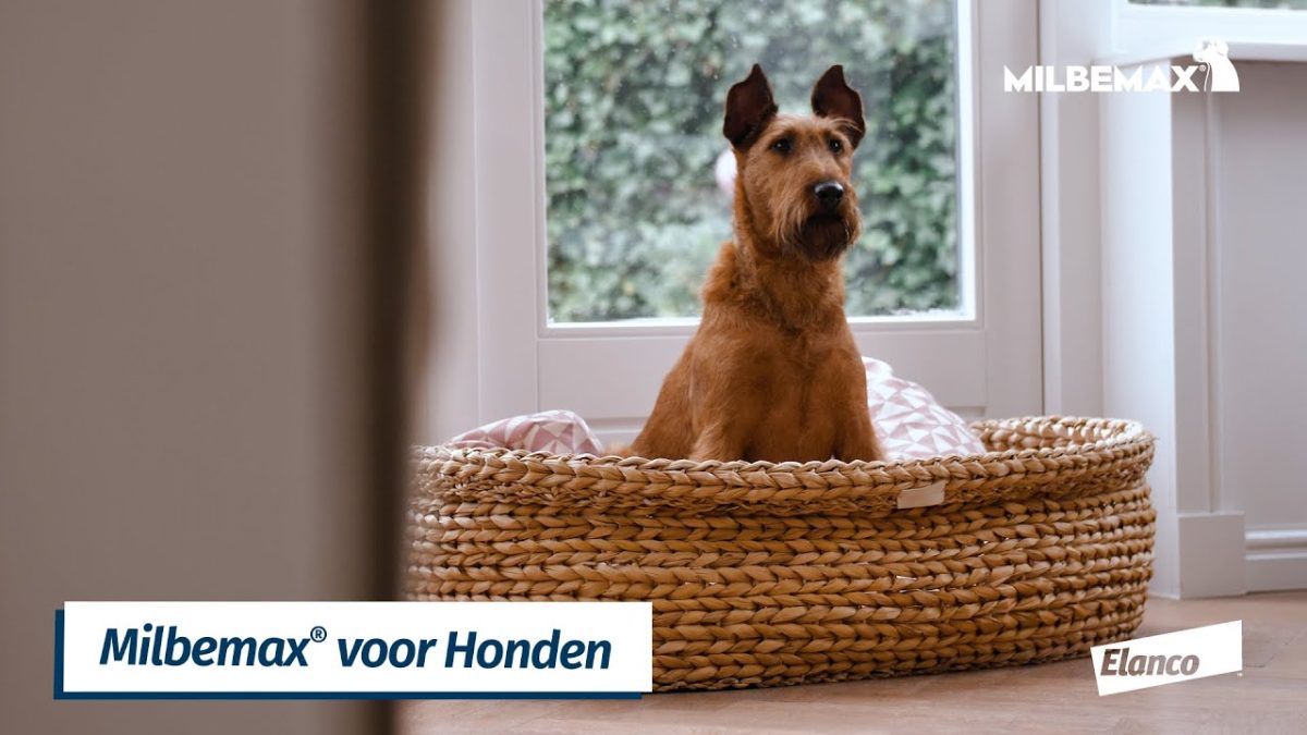 Milbemax Kauwtabletten Hond Groot Chewy 5-75kg 4 tabl. - Afbeelding 3