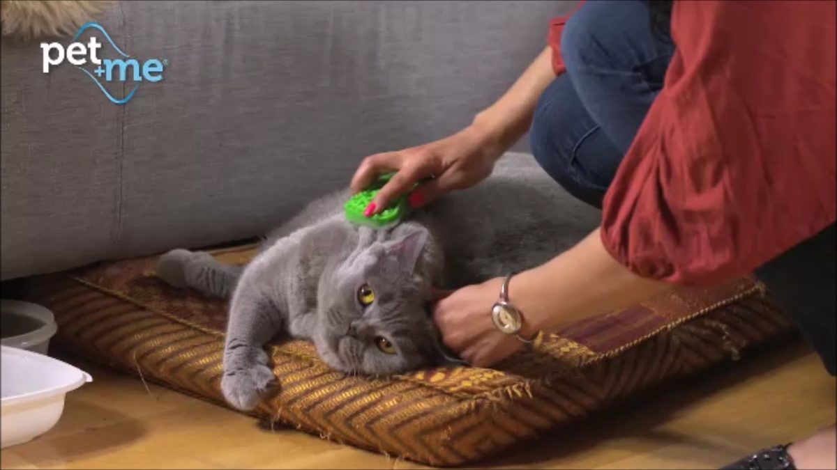 Pet+Me Cat Hair Brush Lang haar Groen - Afbeelding 5
