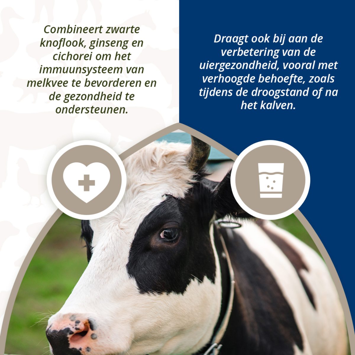 Direct Udder Support 4 x 60 g - Afbeelding 4