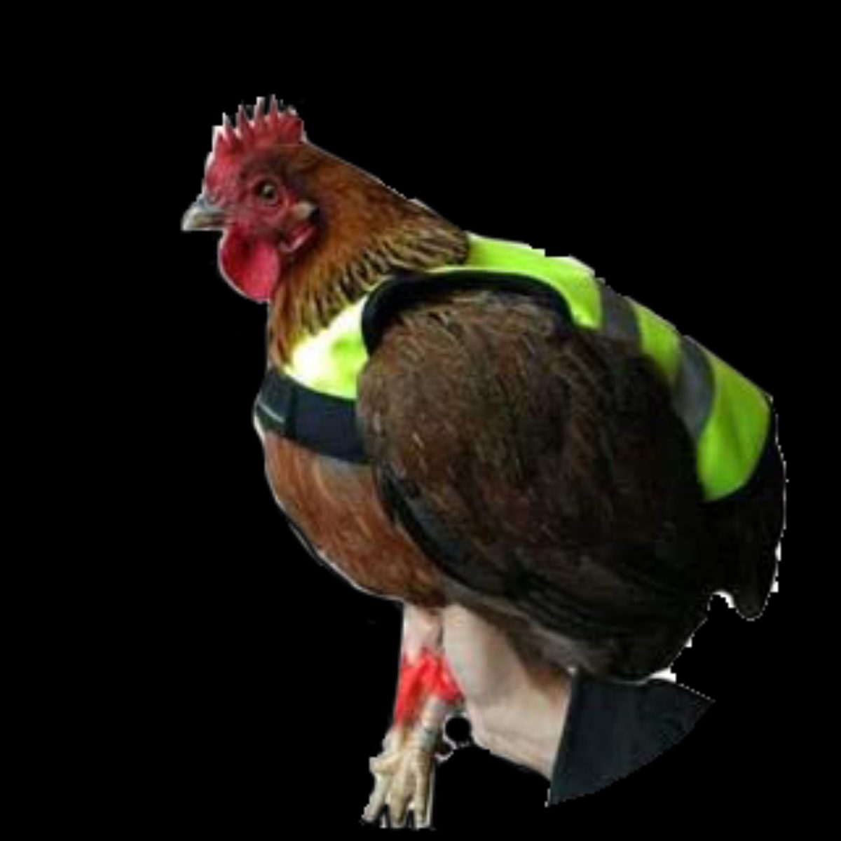 Gaun Pluimvee Kippen Vest - Afbeelding 2