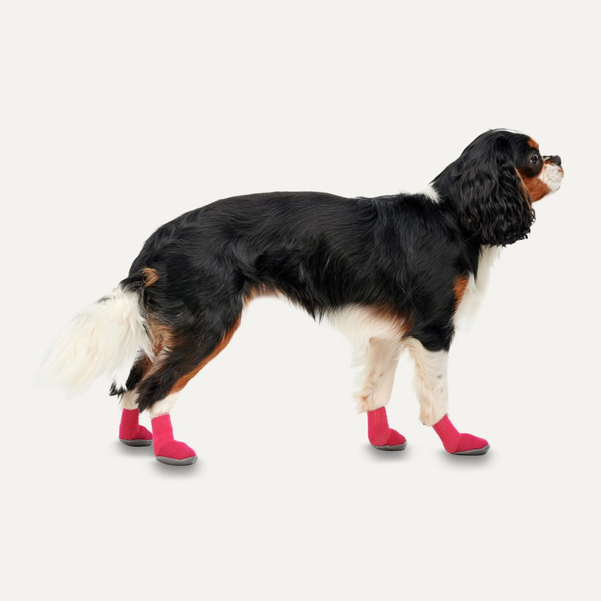 Goo-eez Dog Boots Lites 4 Per Pack M Rood/Zwart - Afbeelding 2