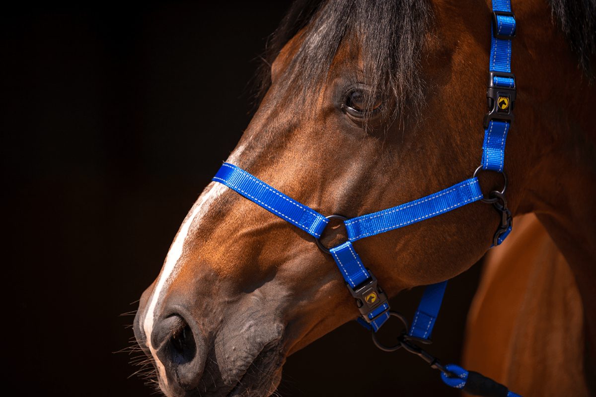 Excellent Premium Halster Blauw XS - Afbeelding 2