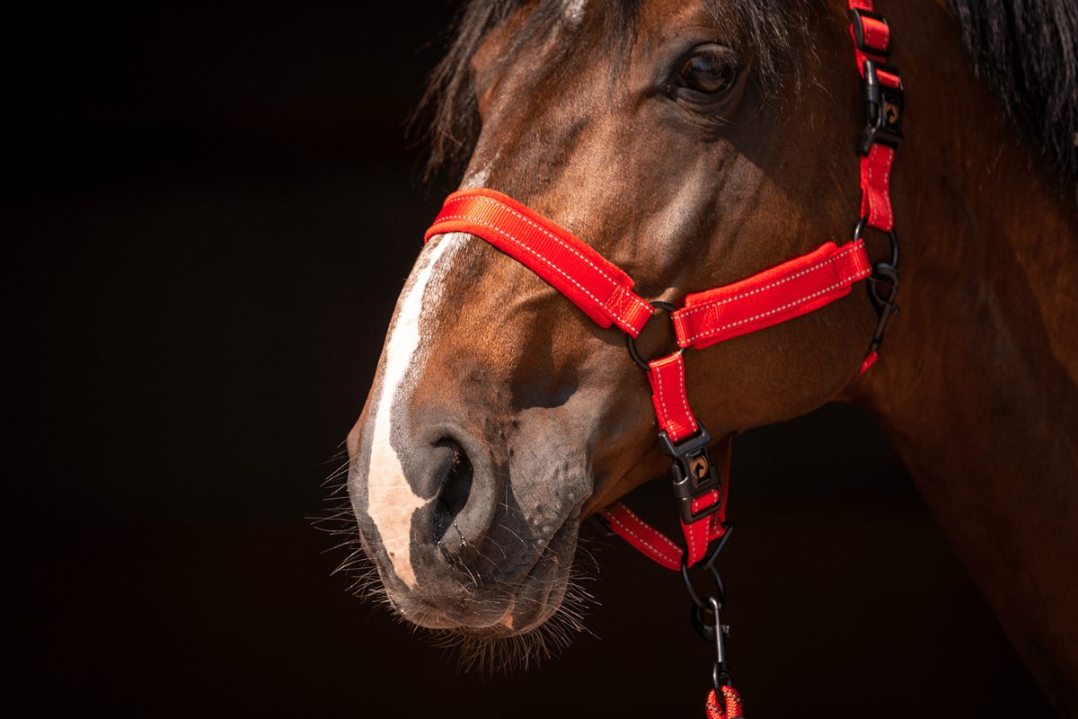 Excellent Superior Halster Rood XS - Afbeelding 3