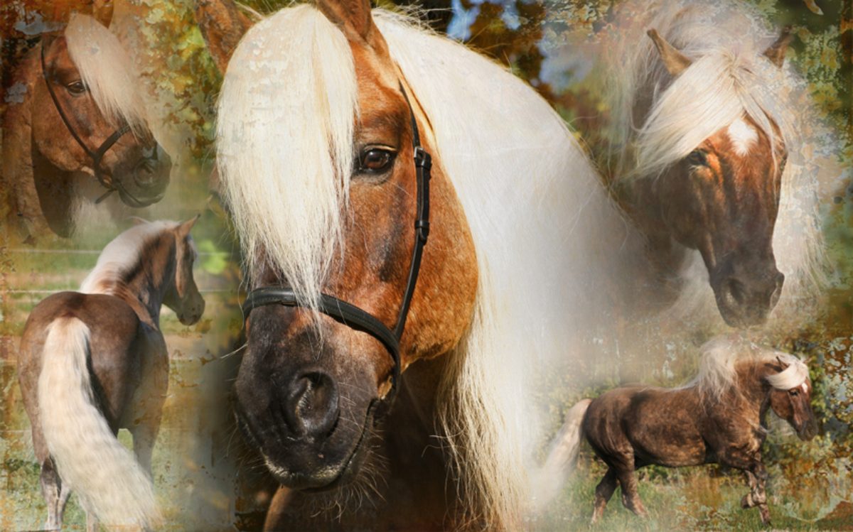 Excellent Horse Hi Gloss Spray 500 ml - Afbeelding 3