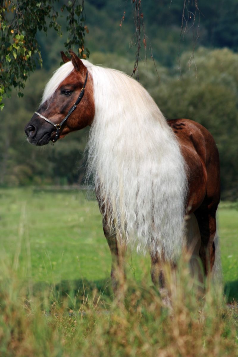 Excellent Horse Hi Gloss Spray 500 ml - Afbeelding 4