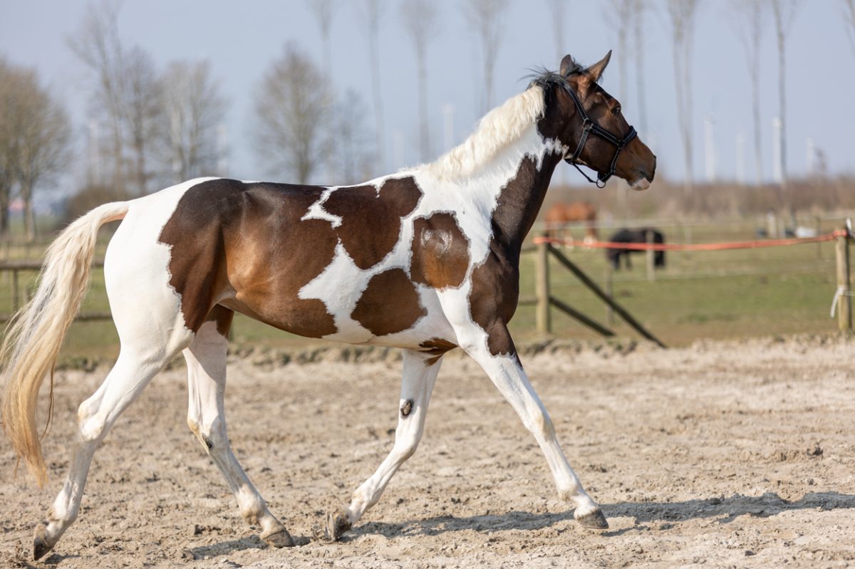 Excellent Horse Hi Gloss Glitter Spray Rainbow 250 ml - Afbeelding 2