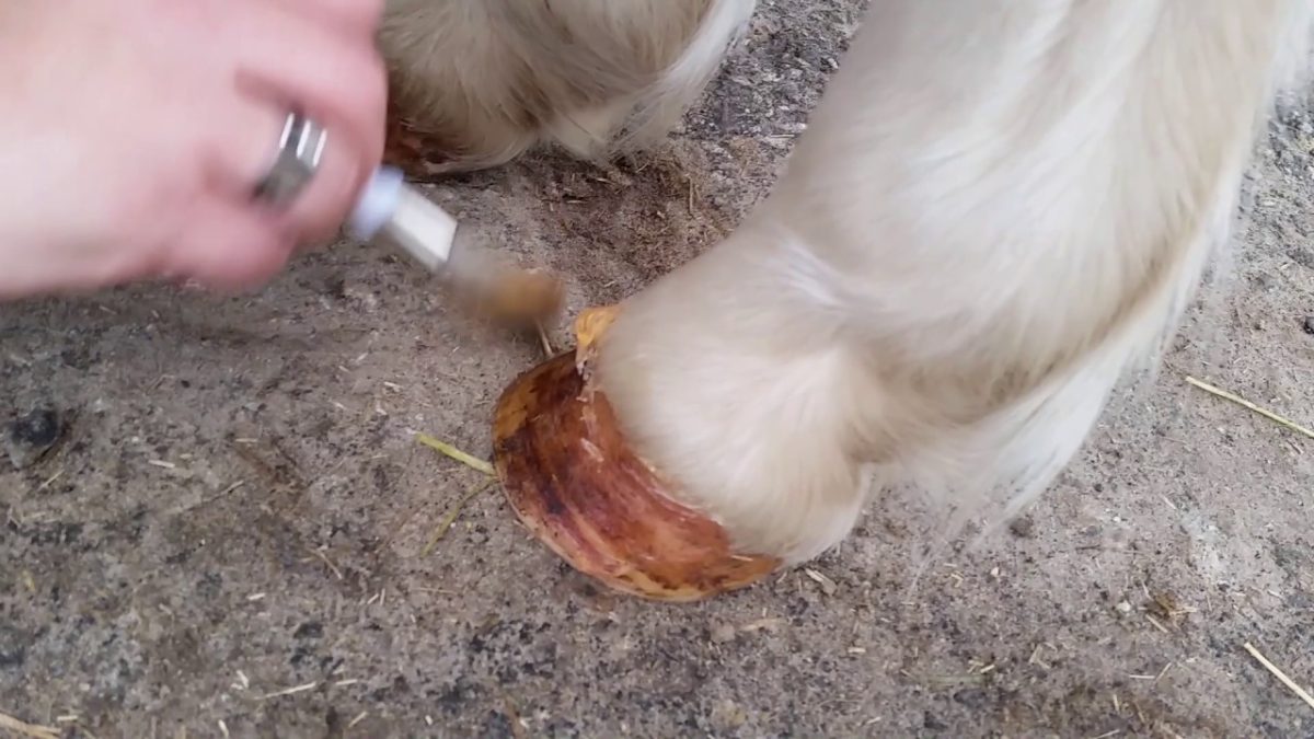 Excellent Horse Hoof Oil Gel 800 g - Afbeelding 2