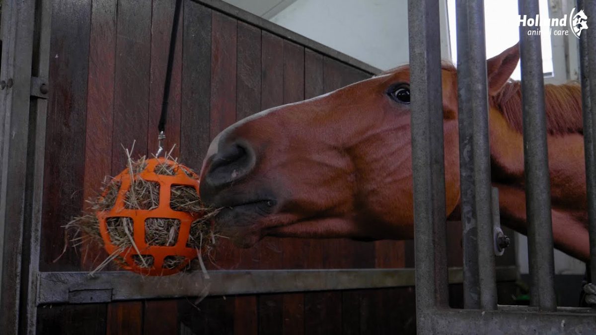 Hay Slow Feeder Fun & Flex Groen - Afbeelding 2