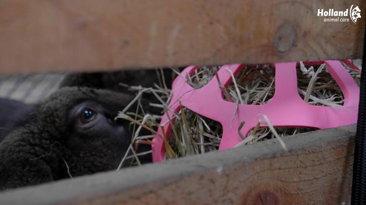 Hay Slow Feeder Fun & Flex Groen - Afbeelding 3