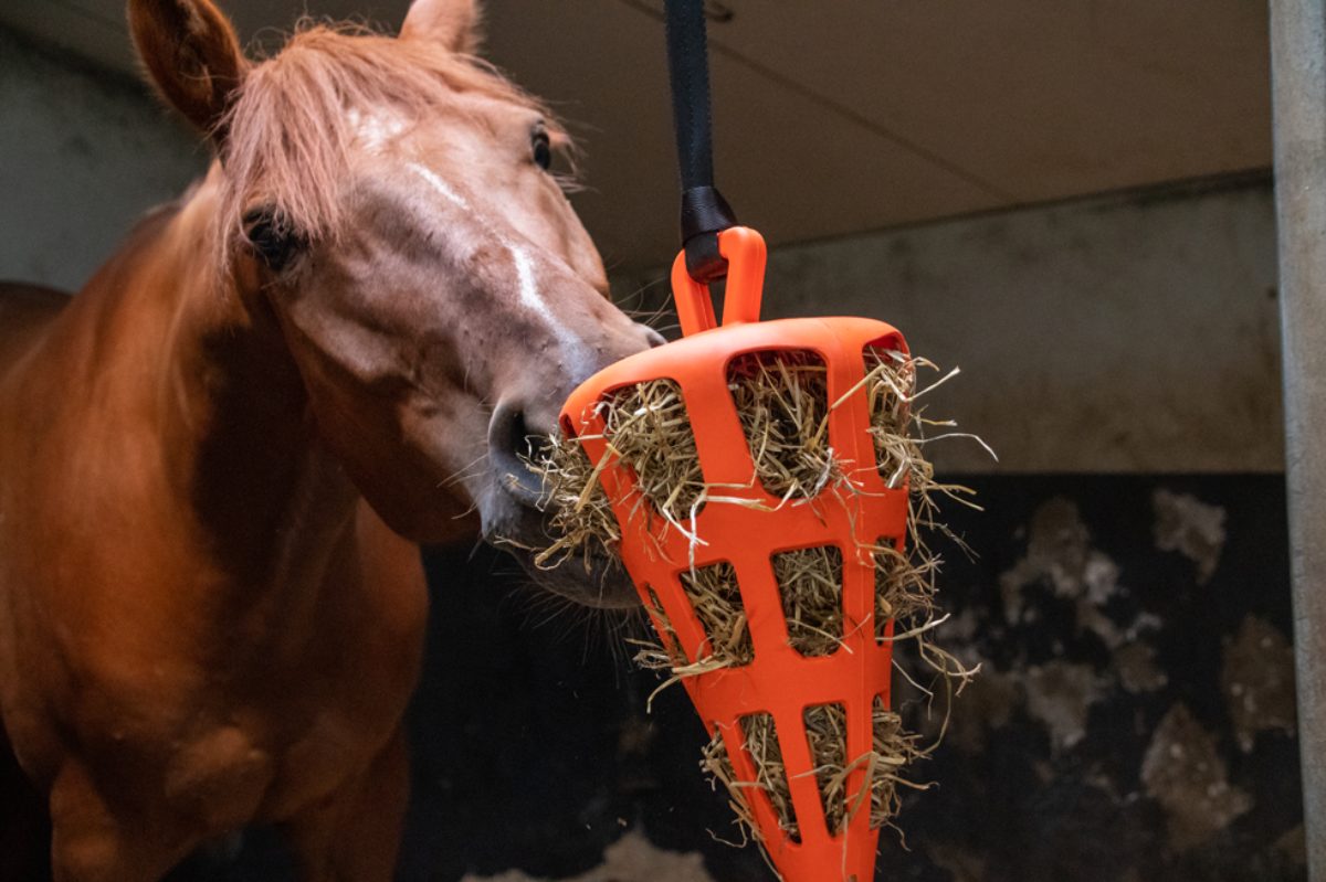 Hay Slow Feeder Fun & Flex Carrot Oranje - Afbeelding 3