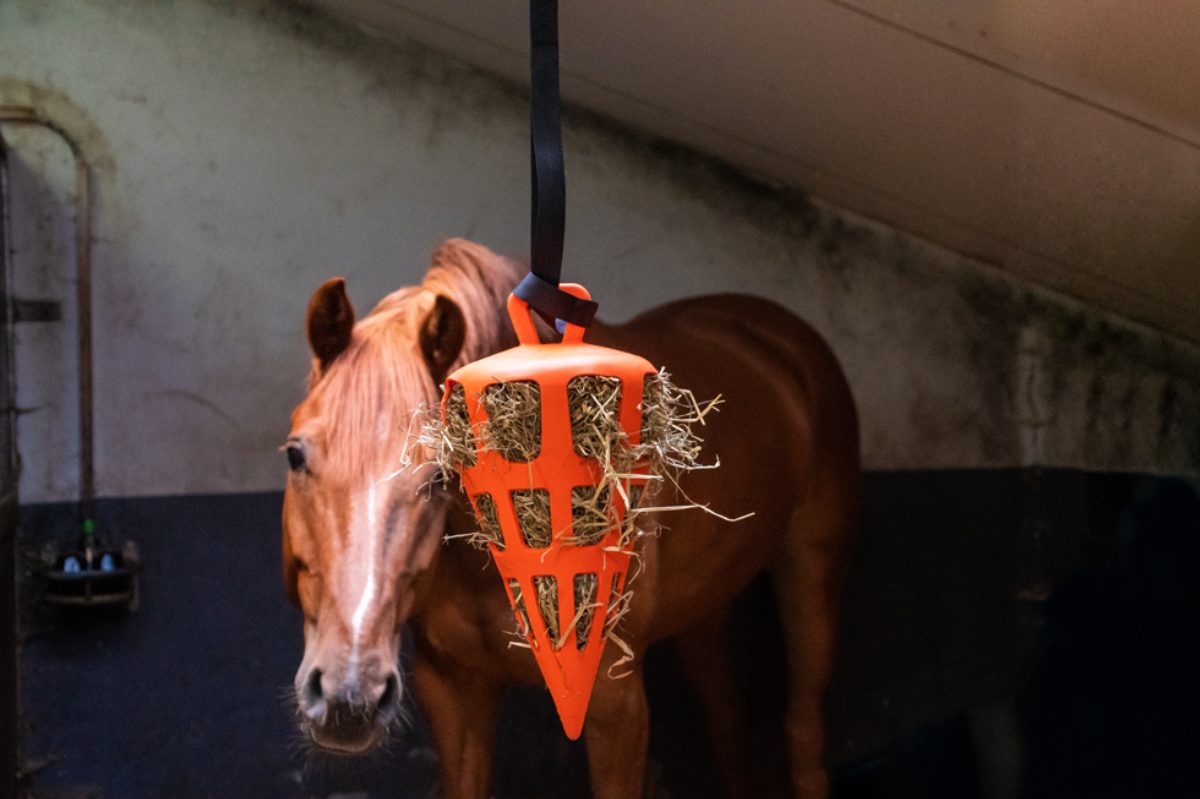 Hay Slow Feeder Fun & Flex Carrot Oranje - Afbeelding 4
