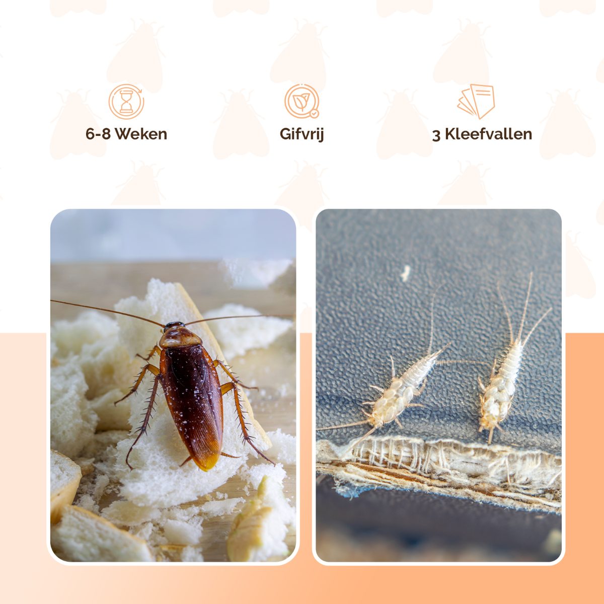 Knock Pest Insectenval Klein - Afbeelding 5