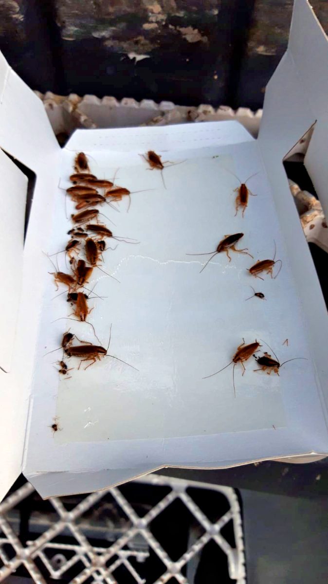 Knock Pest Insectenval Groot - Afbeelding 5