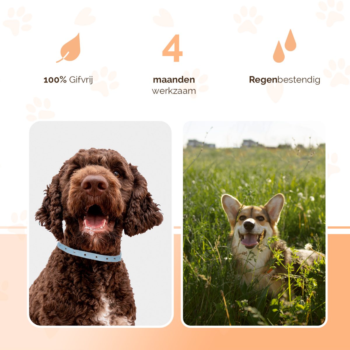 Knock Pest Vlooien/Tekenband Hond 59 cm NL/FR - Afbeelding 3
