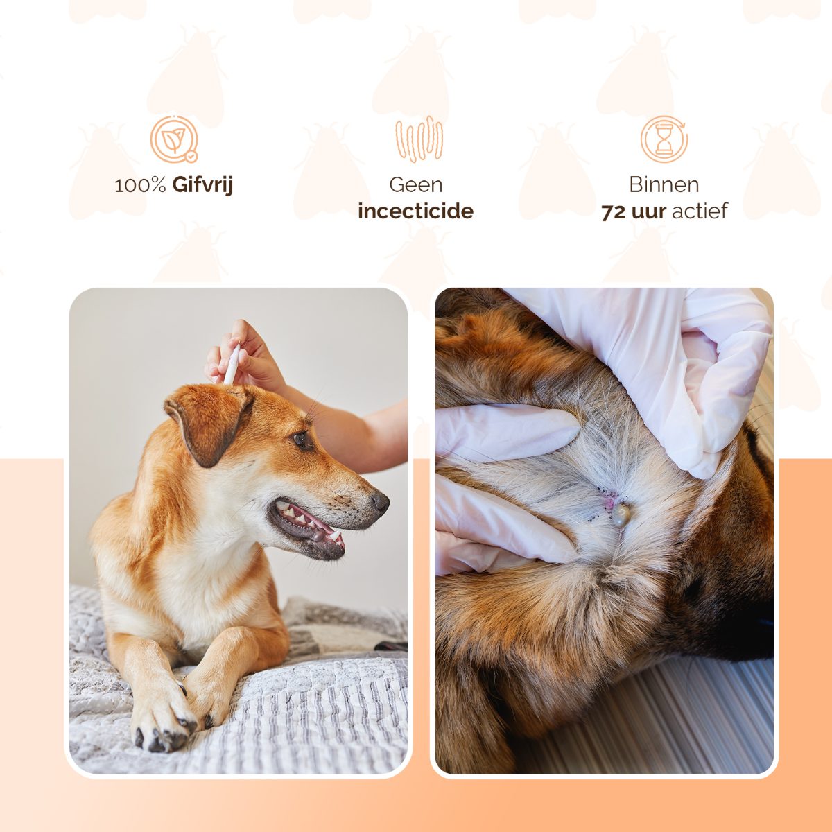 Knock Pest vlooien-tekenpipet Hond <5 kg - Afbeelding 3