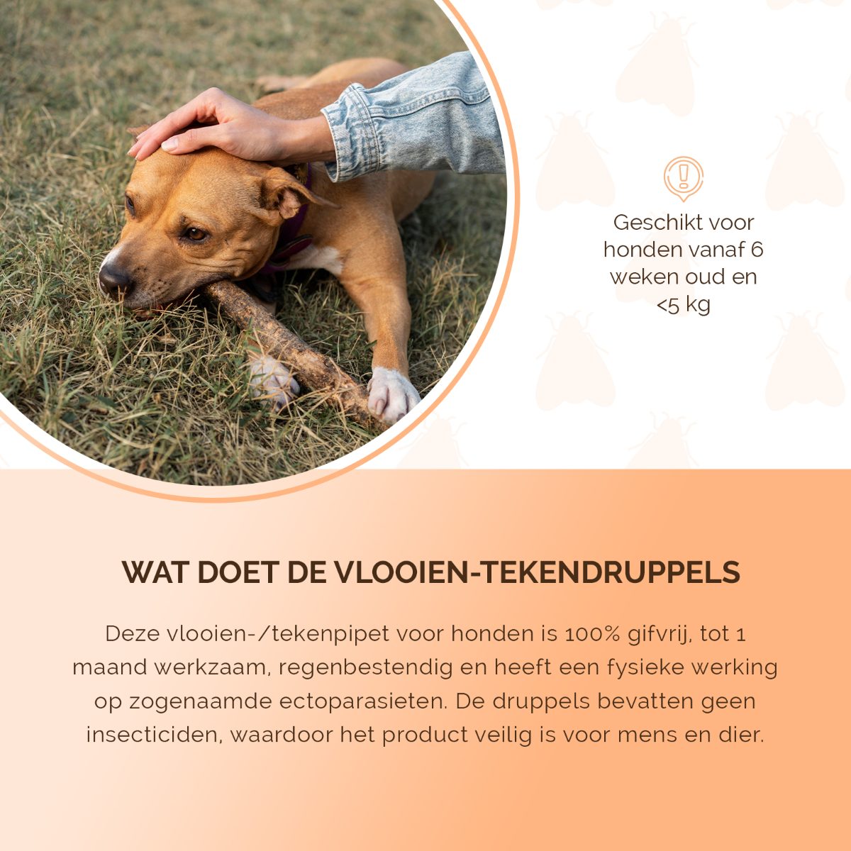Knock Pest vlooien-tekenpipet Hond <5 kg - Afbeelding 5