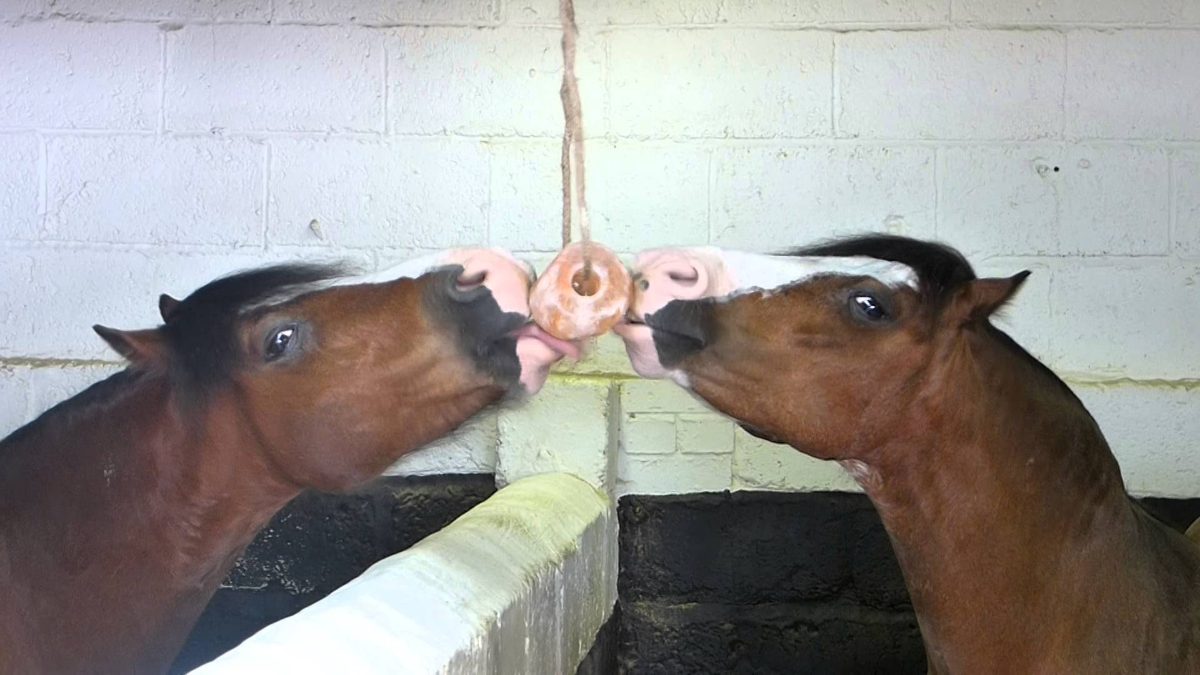 Excellent Horse Salt Lick Himalaya 2-3 kg (Met touw) - Afbeelding 5