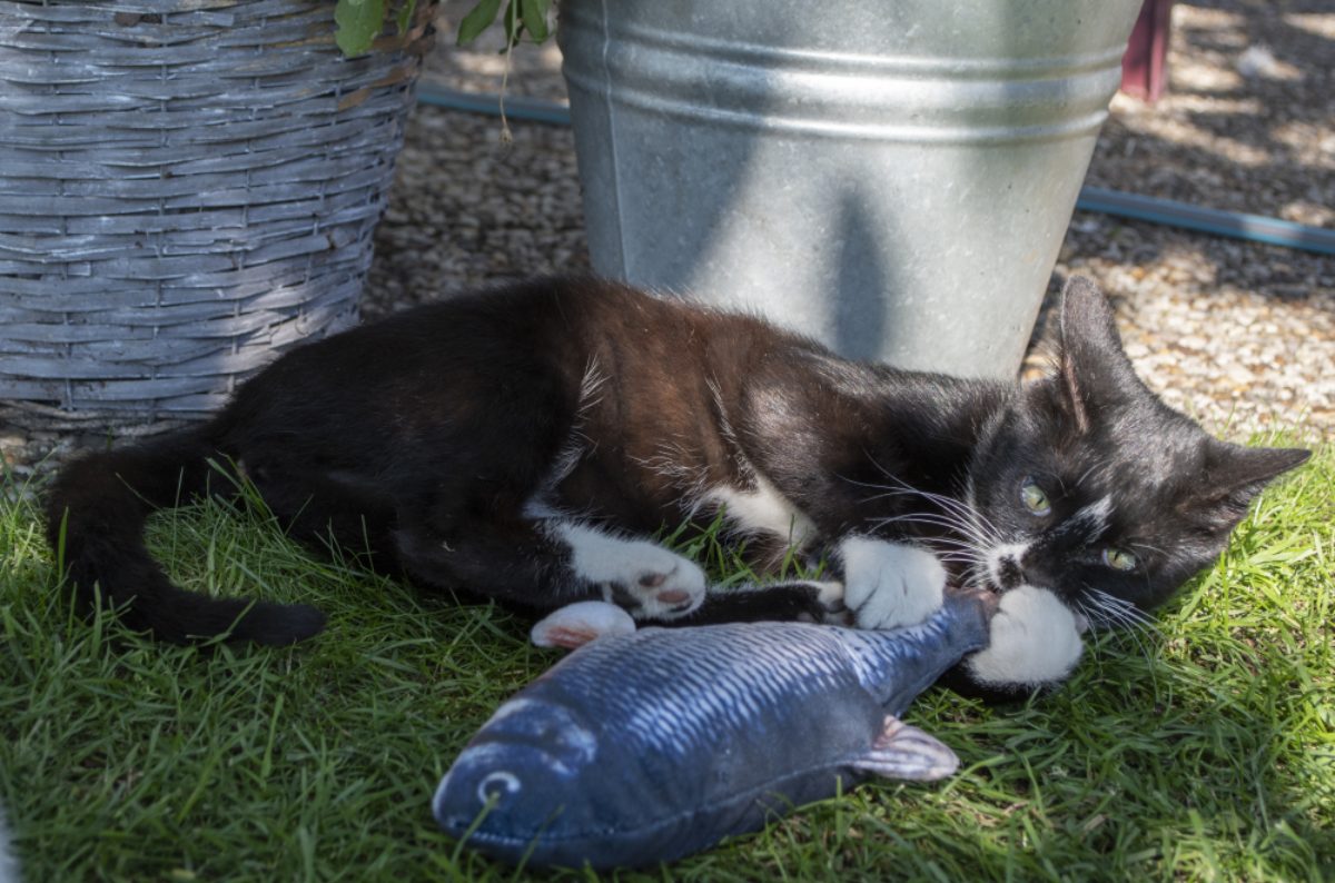 Robocat Karper - Afbeelding 5