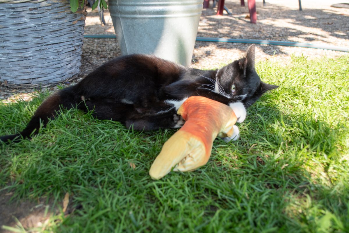 Robocat Karper - Afbeelding 6