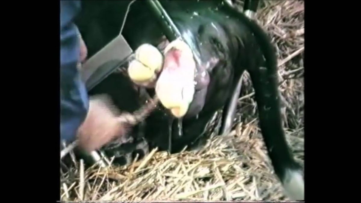 Vink Veeverlosser Onderdelen Verlosketting - Afbeelding 3