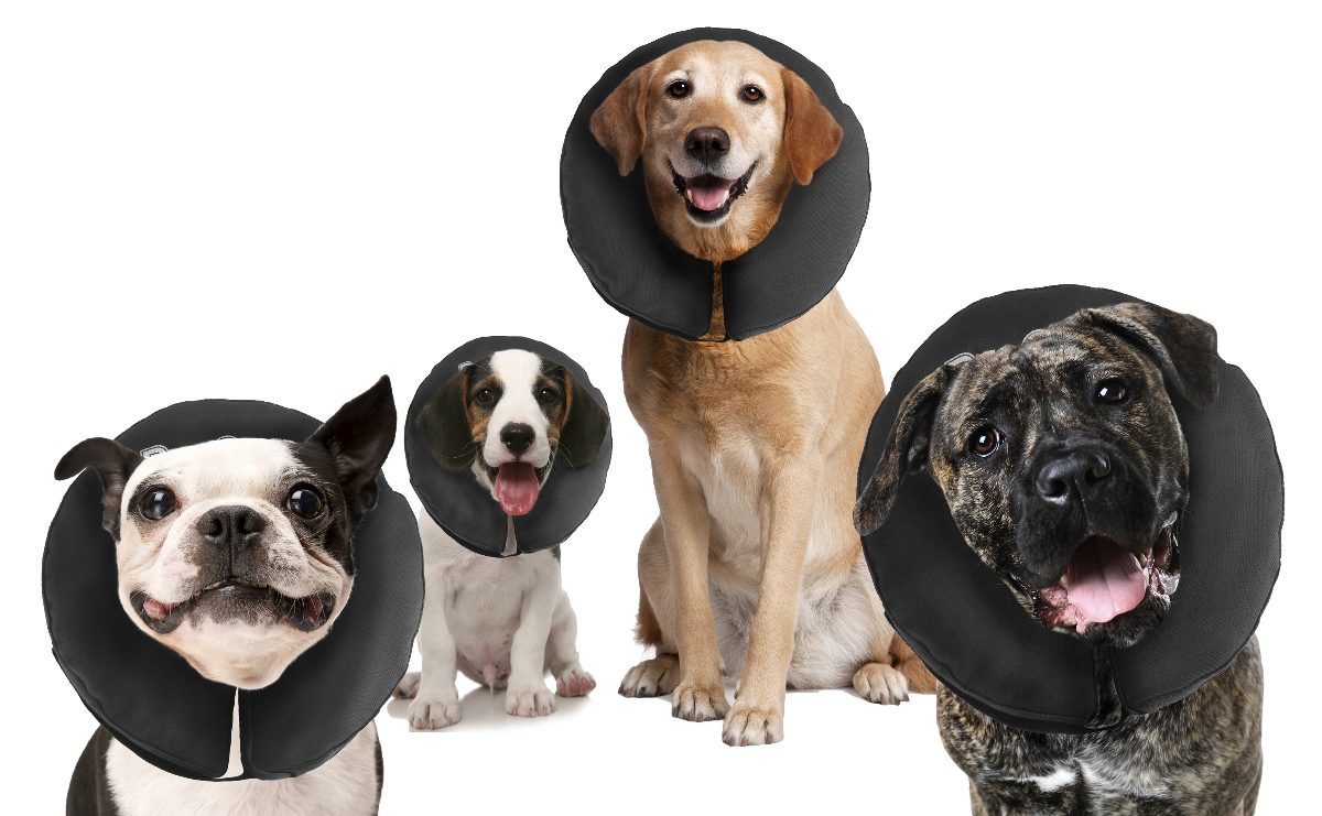 Zenpet ProCollar XS - Afbeelding 4