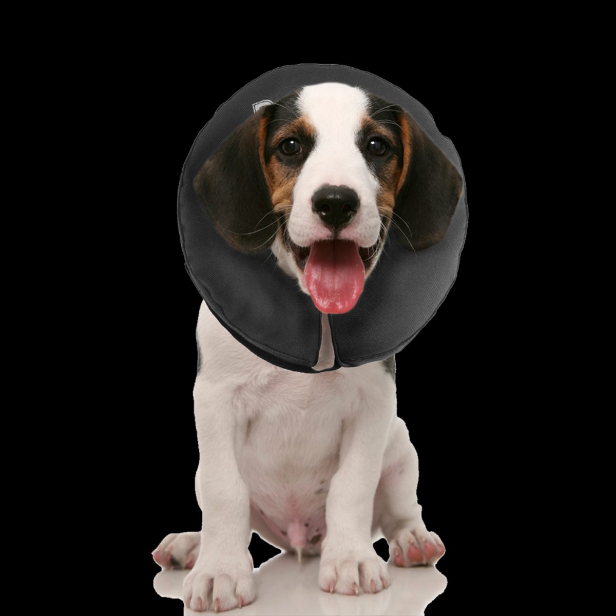 Zenpet ProCollar XS - Afbeelding 5